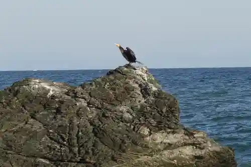 二見興玉神社の動物