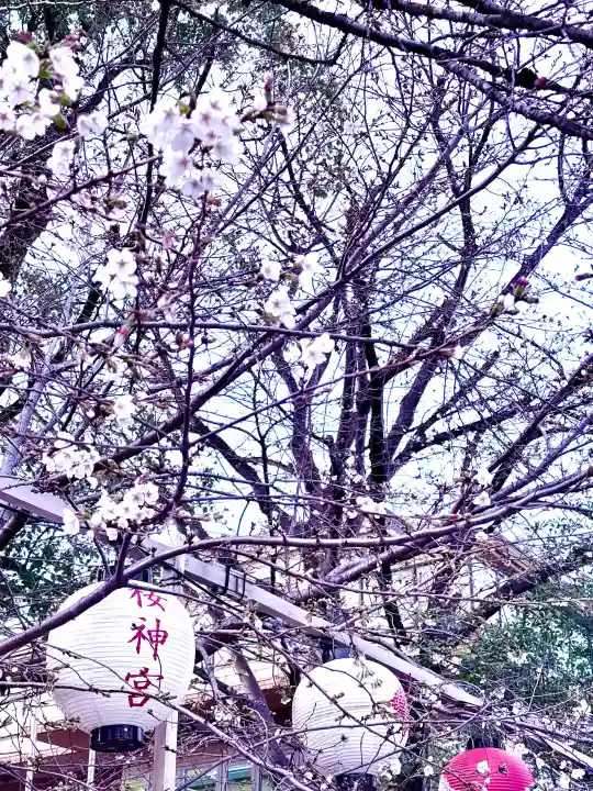 桜神宮の{uncategorized: "未分類", other: "その他", undefined: "問題あり", building: "その他建物", grave: "お墓", sacred_gate: "鳥居", guardian: "狛犬", statue: "像", buddha: "仏像", history: "歴史", nature: "自然", garden: "庭園", animal: "動物", pagoda: "塔", temizu: "手水舎", mountain_gate: "山門・神門", sanctuary: "本殿・本堂", subordinate: "末社・摂社", art: "芸術", scenery: "景色", jizo: "地蔵", ema: "絵馬", goshuin: "御朱印", omikuji: "おみくじ", items: "授与品その他", amulet: "お守り", goshuincho: "御朱印帳", eats: "食事", festival: "お祭り", votive_dance: "神楽", shichigosan: "七五三参", wedding: "結婚式", experience: "体験その他", initially: "初詣", around: "周辺", anti_infection: "感染症対策"}