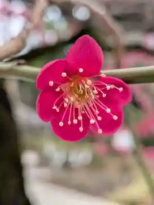 布多天神社(東京都)