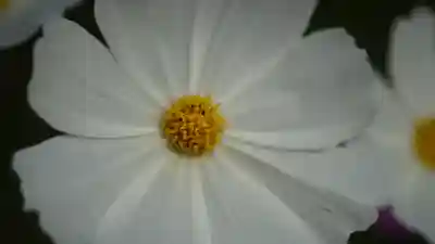 般若寺 ❁﻿コスモス寺❁(奈良県)