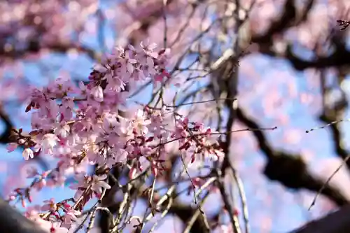善龍寺(東京都)