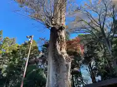 鹿嶋神社の自然