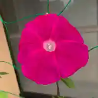 豊景神社の自然