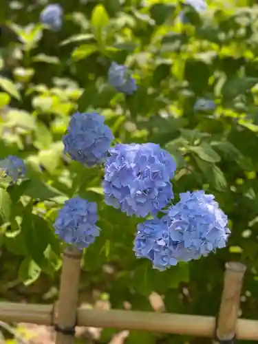 矢田寺(奈良県)