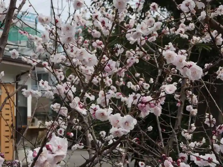 菅原神社(子安天満宮)の自然