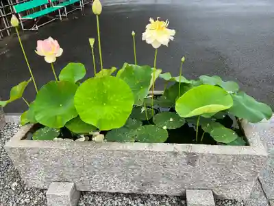 善光寺東海別院（祖父江善光寺）の自然