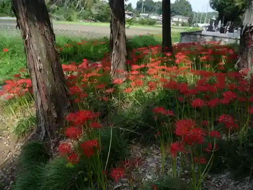 駒形神社の自然
