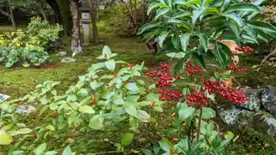 霊鑑寺門跡(京都府)
