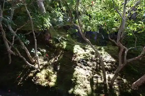 光明寺瑠璃光院の自然