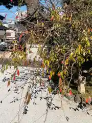 松本山　地福禅寺の自然