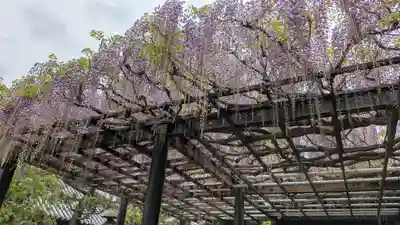 葛井寺(大阪府)