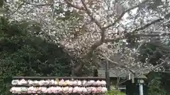 櫻木神社(千葉県)