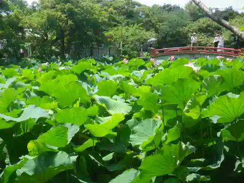 鶴岡八幡宮の庭園