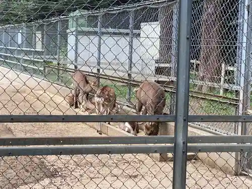 鹿島神宮の動物