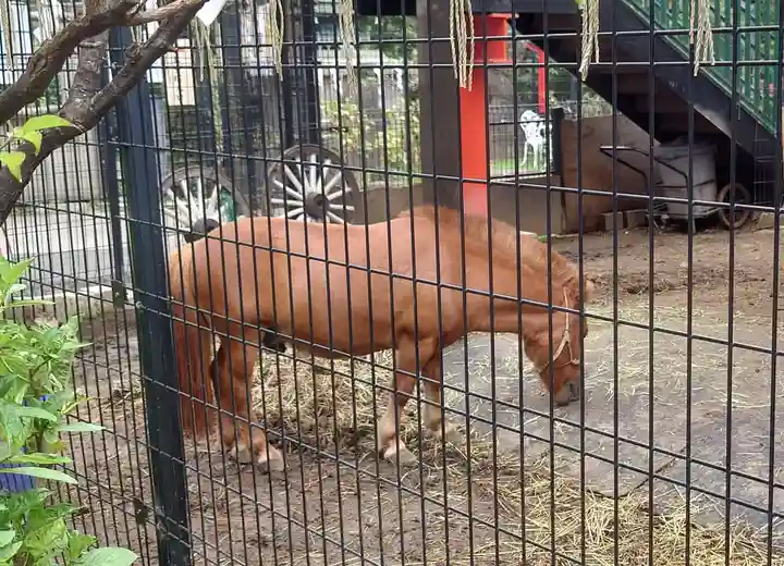 五方山熊野神社の動物