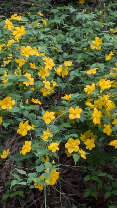椎尾神社の自然