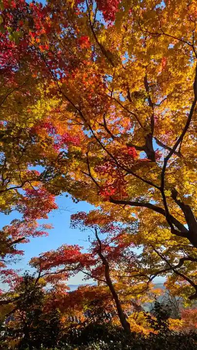 善峯寺(京都府)