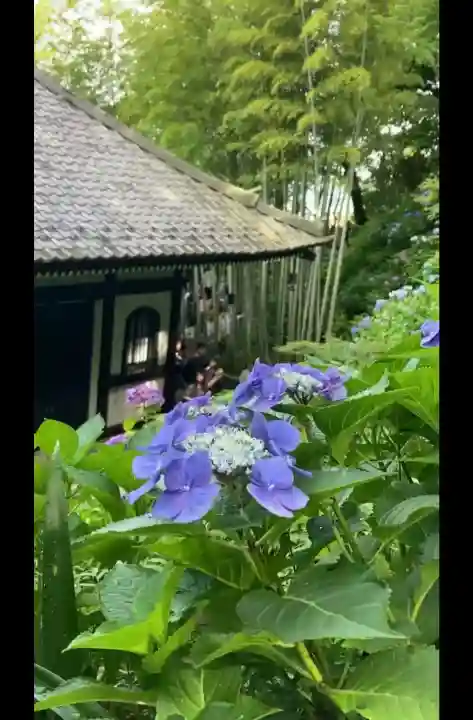 長谷寺(神奈川県)