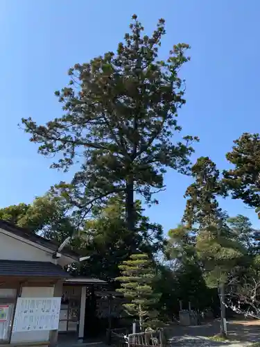 琴平神社の自然