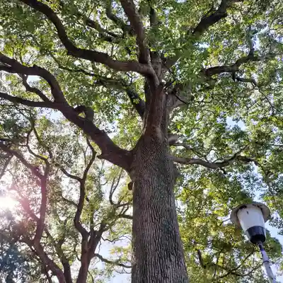 星川杉山神社(神奈川県)