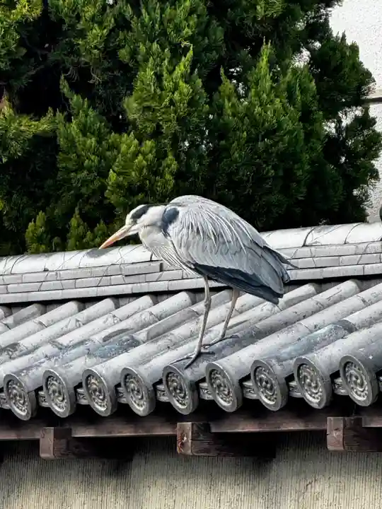 東寺(教王護国寺)の動物
