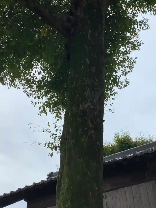 豊武神社の自然