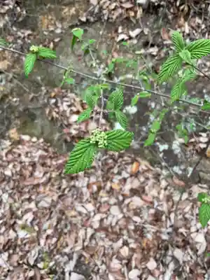 尾張冨士大宮浅間神社(愛知県)