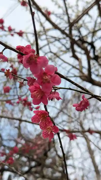 北野天満宮(京都府)