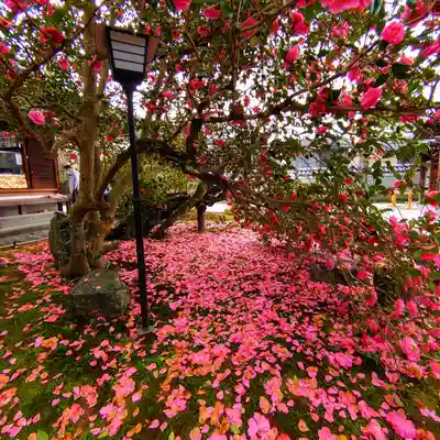 霊鑑寺門跡(京都府)