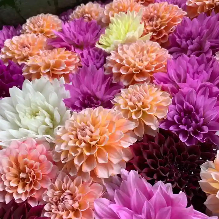 岡寺(龍蓋寺)の手水舎