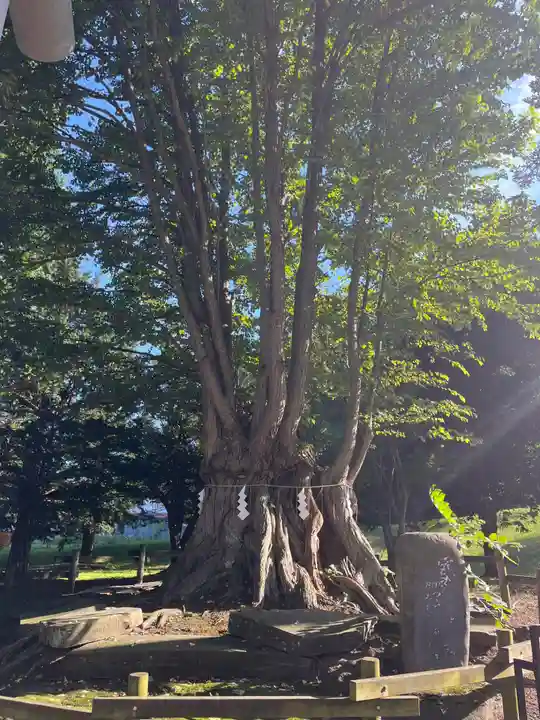 美幌神社の自然