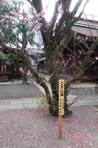 下御霊神社の自然