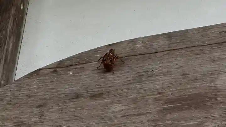 須岐神社(宮城県)