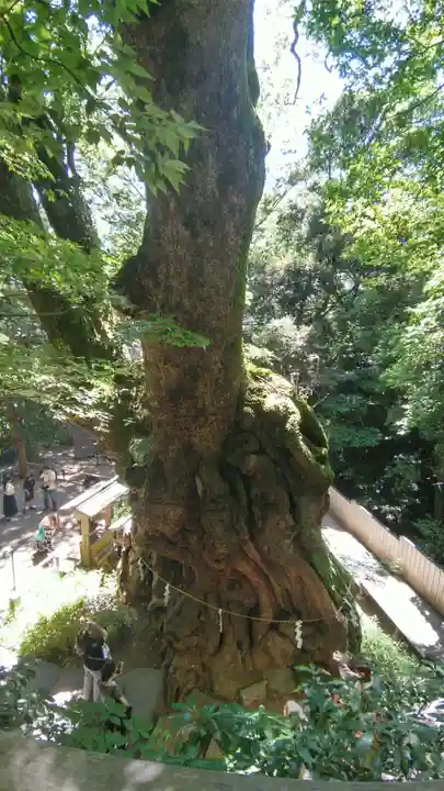 來宮神社(静岡県)