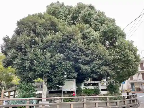 鎌倉宮の庭園