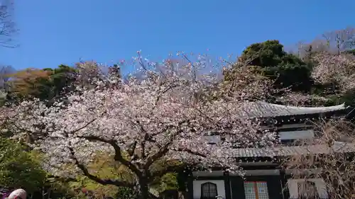 長谷寺(神奈川県)