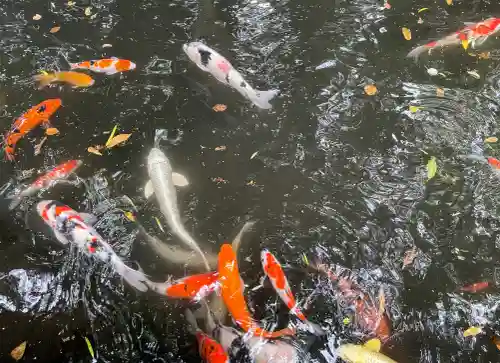 八幡朝見神社の動物