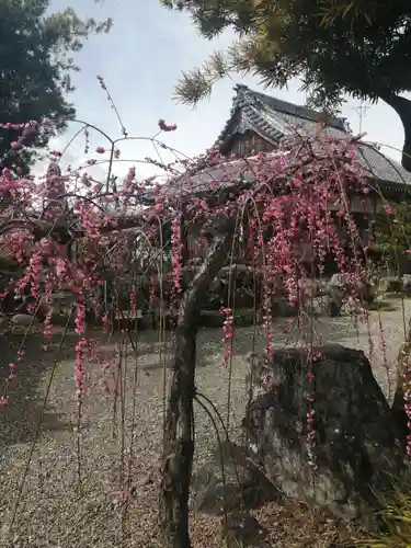 乙津寺　（鏡島弘法）の自然