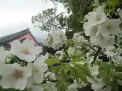 屋久島大社の自然