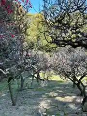 道明寺天満宮(大阪府)