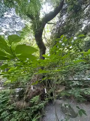 來宮神社(静岡県)