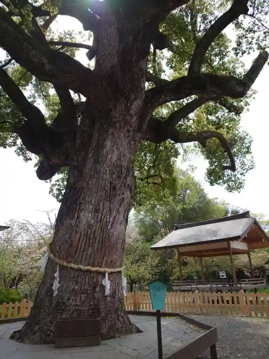 平野神社の山門・神門