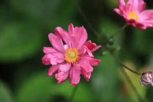 豊景神社の自然