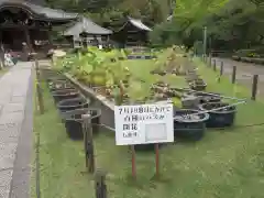 三室戸寺の庭園