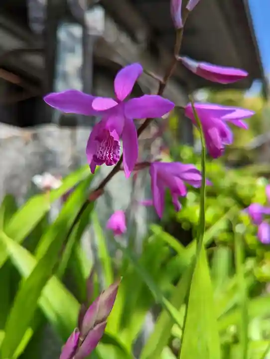長法寺(京都府)