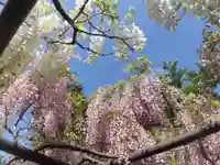 子安地蔵寺の自然