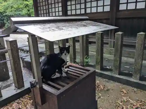 八幡社（柏井町）の動物