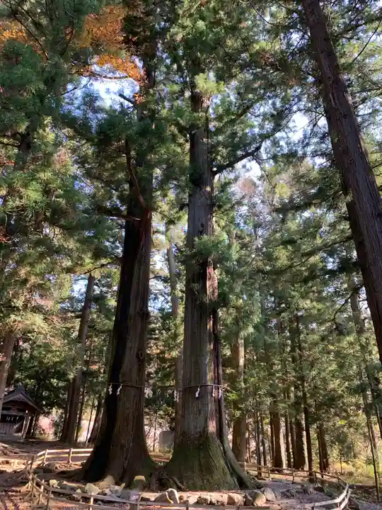 河口浅間神社の自然
