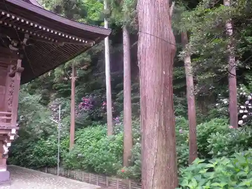 御霊神社の自然