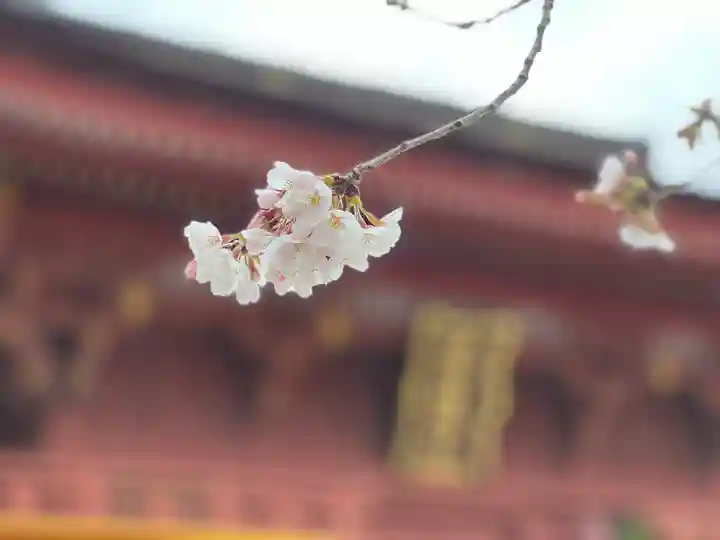 富士山本宮浅間大社の自然